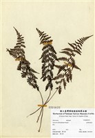 藏品(逆葉蹄蓋蕨)的圖片